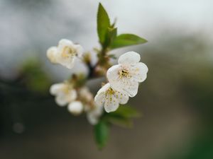 Превью обои вишня, цветы, лепестки, ветка, размытие