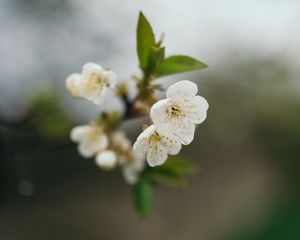 Превью обои вишня, цветы, лепестки, ветка, размытие