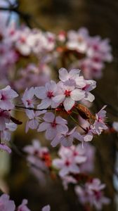 Превью обои вишня, цветы, лепестки, ветки, дерево