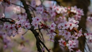 Превью обои вишня, цветы, лепестки, ветки, дерево