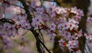 Превью обои вишня, цветы, лепестки, ветки, дерево