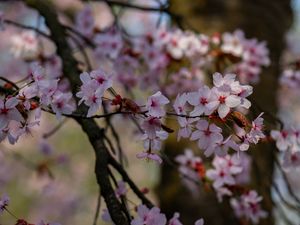 Превью обои вишня, цветы, лепестки, ветки, дерево