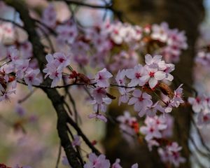 Превью обои вишня, цветы, лепестки, ветки, дерево