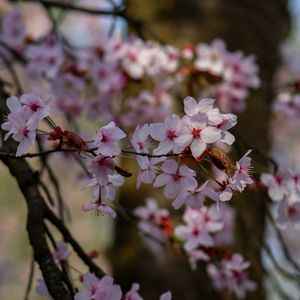 Превью обои вишня, цветы, лепестки, ветки, дерево