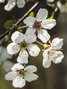 Превью обои вишня, цветы, лепестки, тычинки, белый