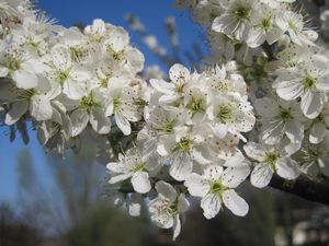 Превью обои вишня, цветы, лепестки, белый