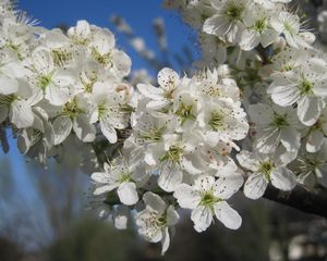 Превью обои вишня, цветы, лепестки, белый