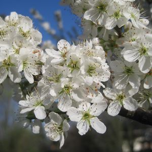 Превью обои вишня, цветы, лепестки, белый