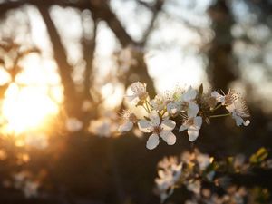 Превью обои вишня, цветы, рассвет, ветка