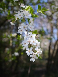 Превью обои вишня, цветы, весна, ветка, макро, белый