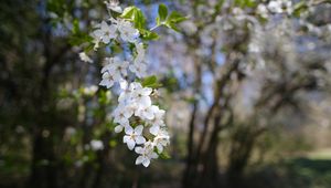 Превью обои вишня, цветы, весна, ветка, макро, белый