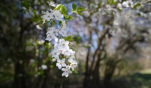 Превью обои вишня, цветы, весна, ветка, макро, белый