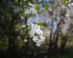 Превью обои вишня, цветы, весна, ветка, макро, белый