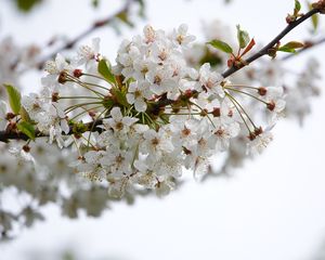 Превью обои вишня, цветы, ветка, лепестки, листья, белый