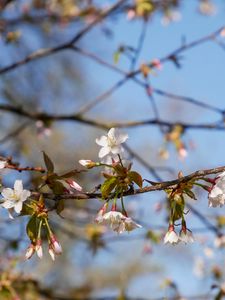 Превью обои вишня, цветы, ветка, весна