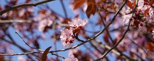 Превью обои вишня, цветы, ветки, розовый, макро