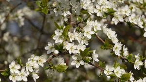 Превью обои вишня, цветы, ветки, весна, макро