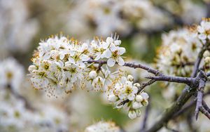 Превью обои вишня, цветы, ветки, белый