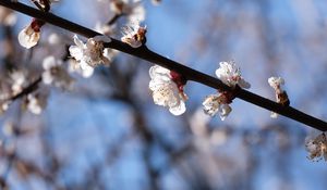 Превью обои вишня, ветка, цветы, макро, весна