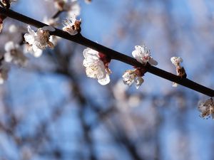 Превью обои вишня, ветка, цветы, макро, весна