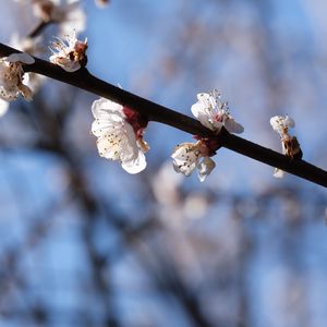 Превью обои вишня, ветка, цветы, макро, весна