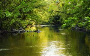 Превью обои вода, блики, деревья, листья