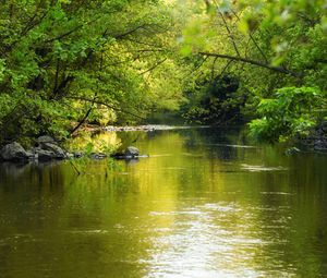 Превью обои вода, блики, деревья, листья