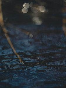 Превью обои вода, блики, круги, ветки