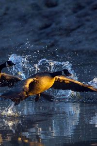 Превью обои вода, гуси, взлёт, водоём, капли, брызги