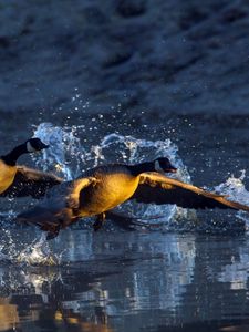 Превью обои вода, гуси, взлёт, водоём, капли, брызги