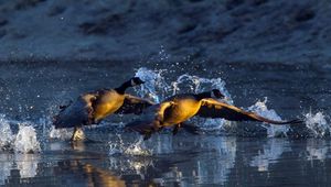 Превью обои вода, гуси, взлёт, водоём, капли, брызги