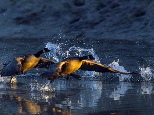 Превью обои вода, гуси, взлёт, водоём, капли, брызги