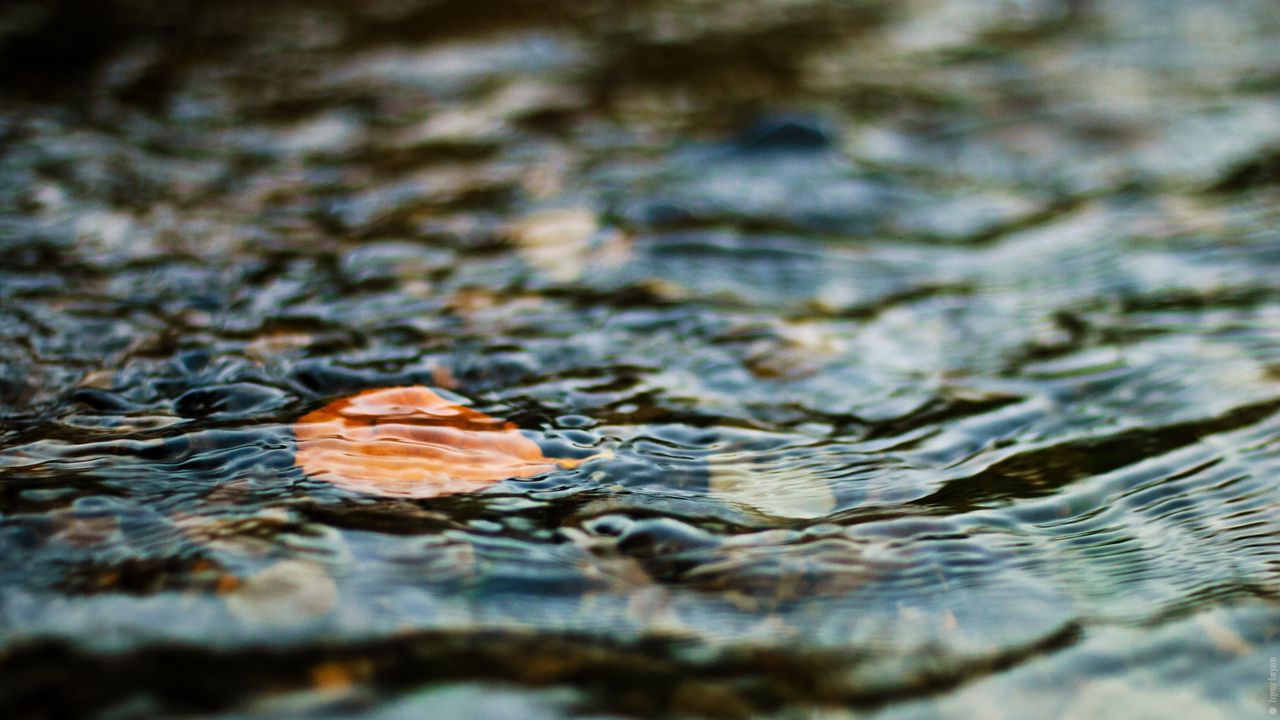 Обои вода, лист, рябь, волнение