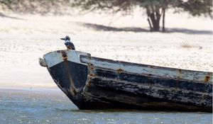 Превью обои вода, лодка, птица, мокрая, берег