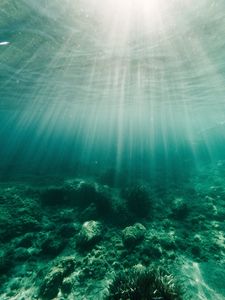 Превью обои вода, лучи, дно, водоросли