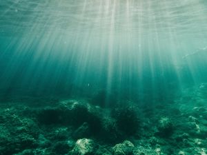 Превью обои вода, лучи, дно, водоросли