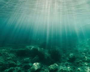 Превью обои вода, лучи, дно, водоросли