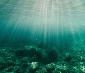 Превью обои вода, лучи, дно, водоросли