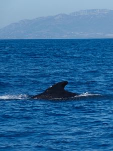 Превью обои вода, море, волны, рыба, плавник