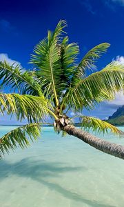 Превью обои вода, пальмы, деревья, пляж, небо, отдых