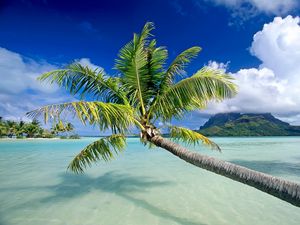Превью обои вода, пальмы, деревья, пляж, небо, отдых