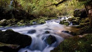 Превью обои вода, поток, река, камни, лес, мох, растительность