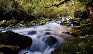 Превью обои вода, поток, река, камни, лес, мох, растительность