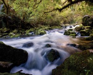 Превью обои вода, поток, река, камни, лес, мох, растительность