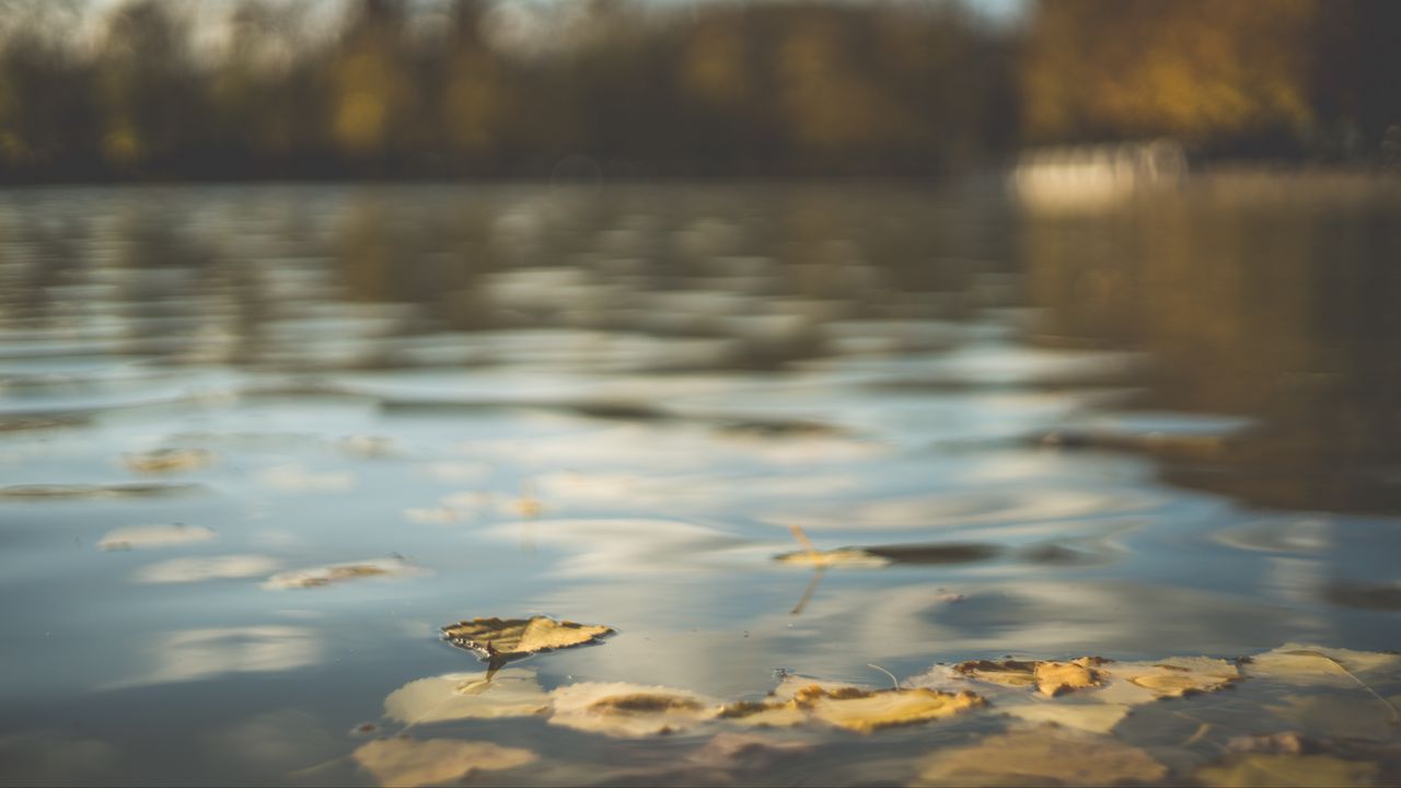 Обои вода, пруд, листья, опавшая листва, осень