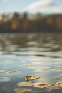 Превью обои вода, пруд, листья, опавшая листва, осень