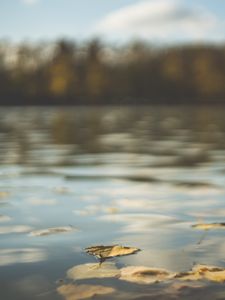 Превью обои вода, пруд, листья, опавшая листва, осень