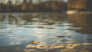 Превью обои вода, пруд, листья, опавшая листва, осень