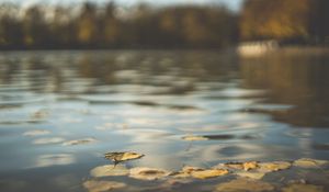 Превью обои вода, пруд, листья, опавшая листва, осень