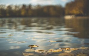 Превью обои вода, пруд, листья, опавшая листва, осень